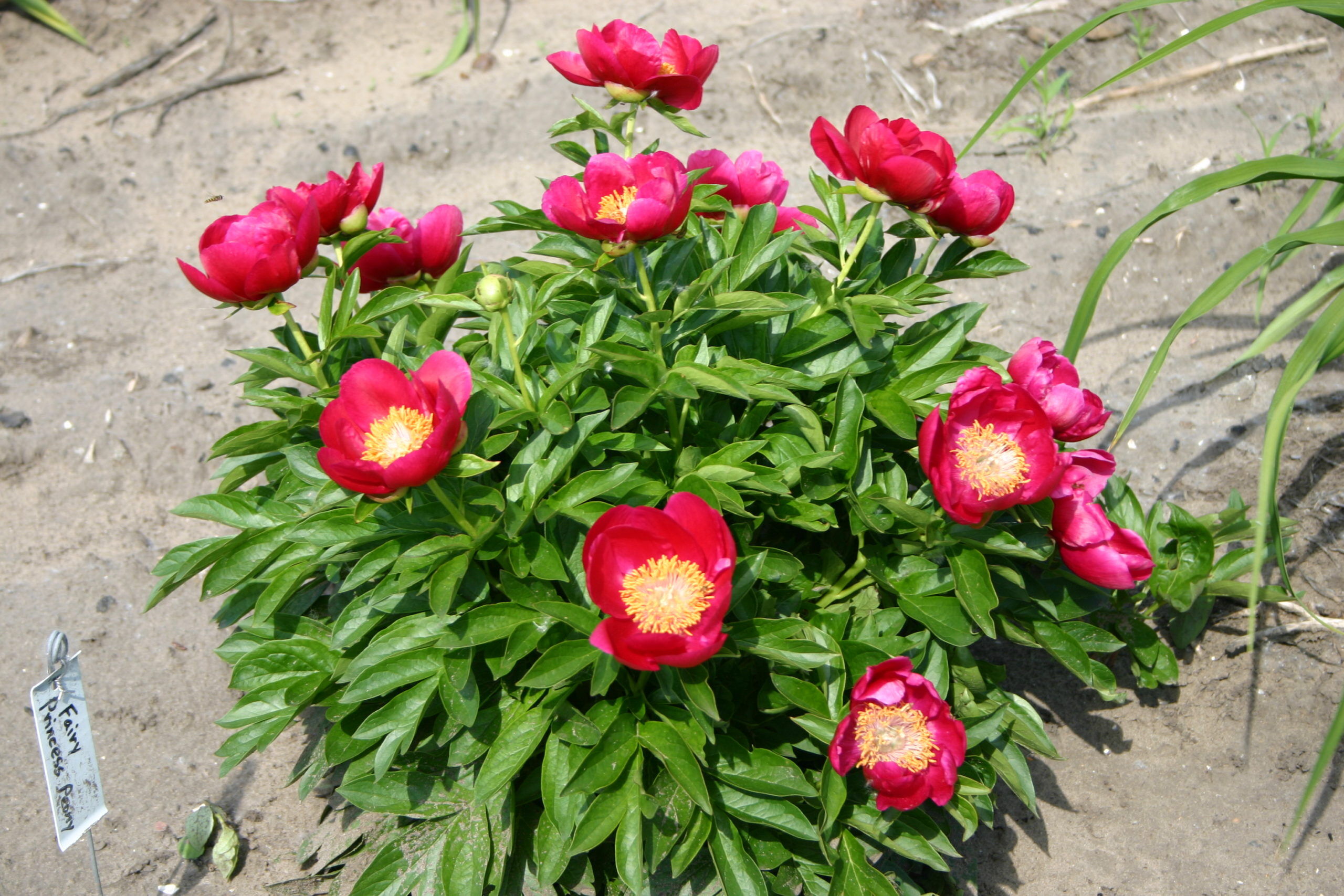 Fairy Princess – Parkland Peonies