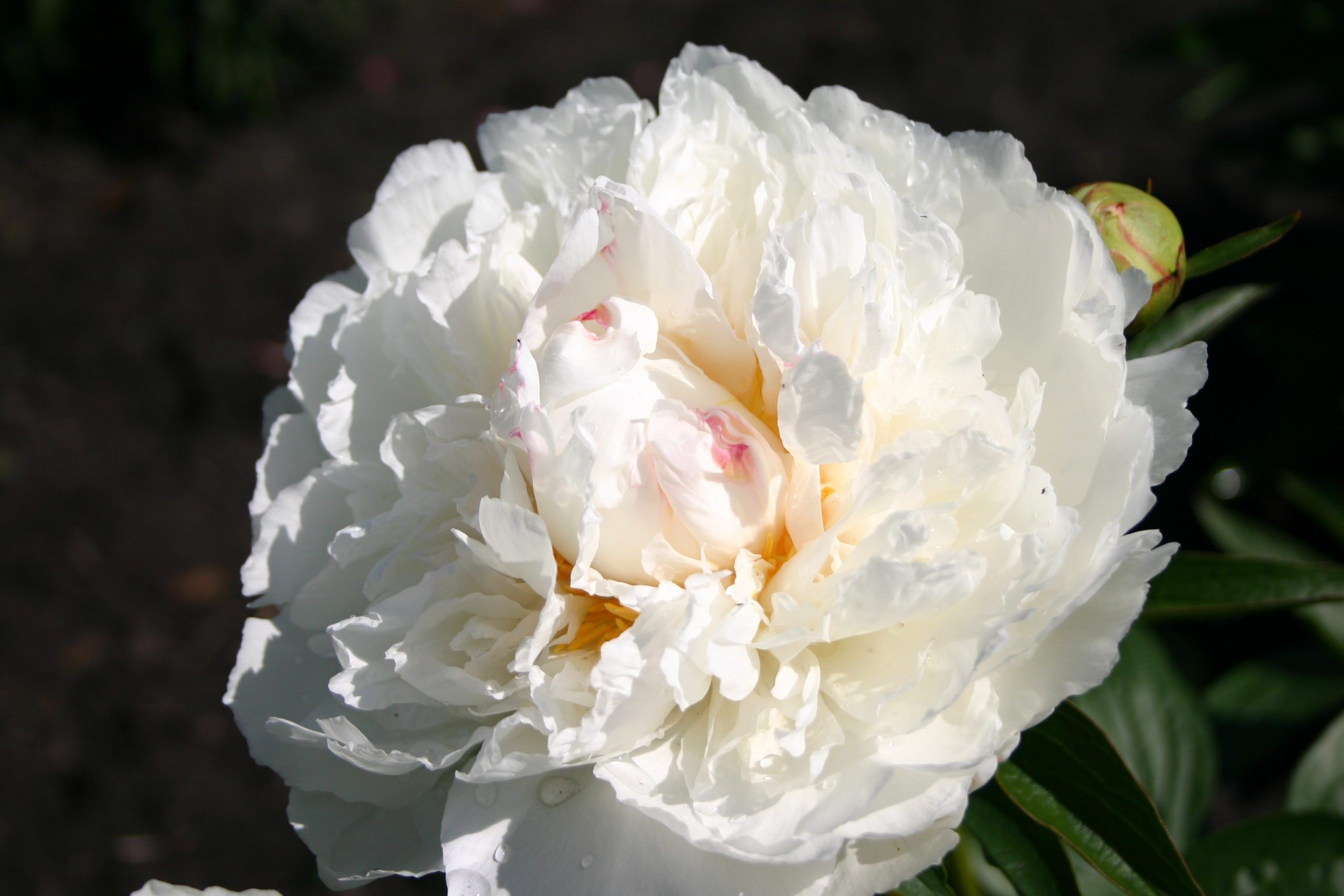 Fringed Ivory – Parkland Peonies