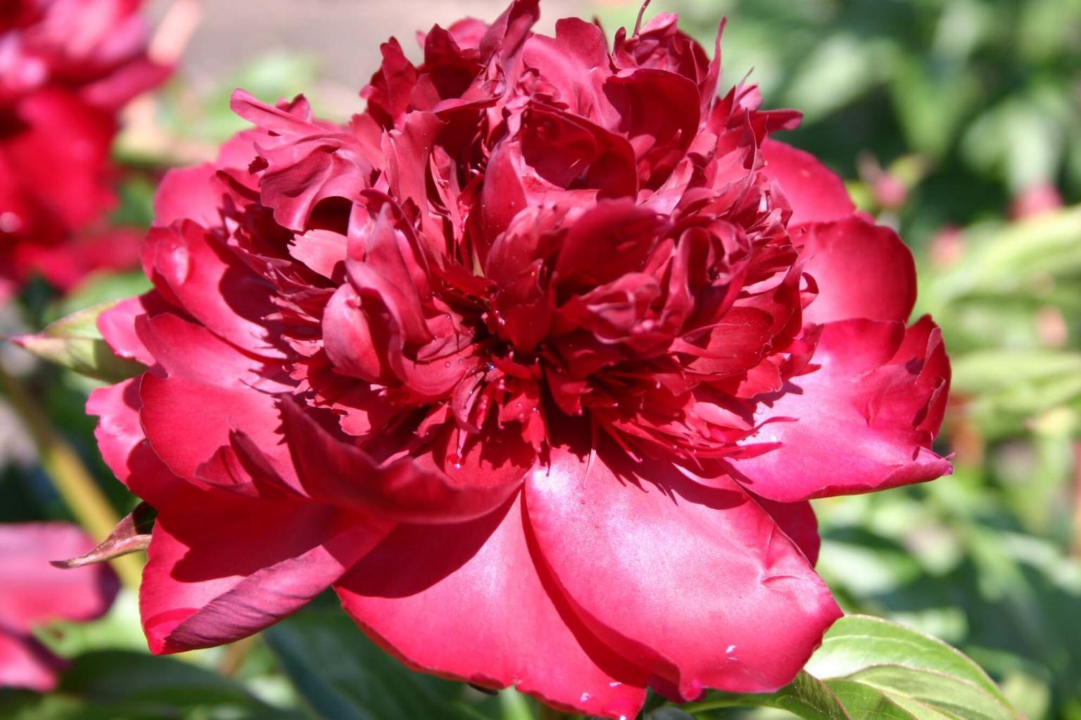 Garden Glory Parkland Peonies