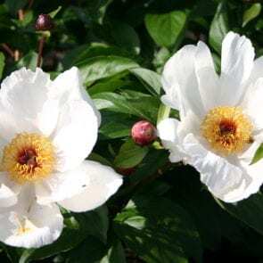 Cherry Hill Parkland Peonies