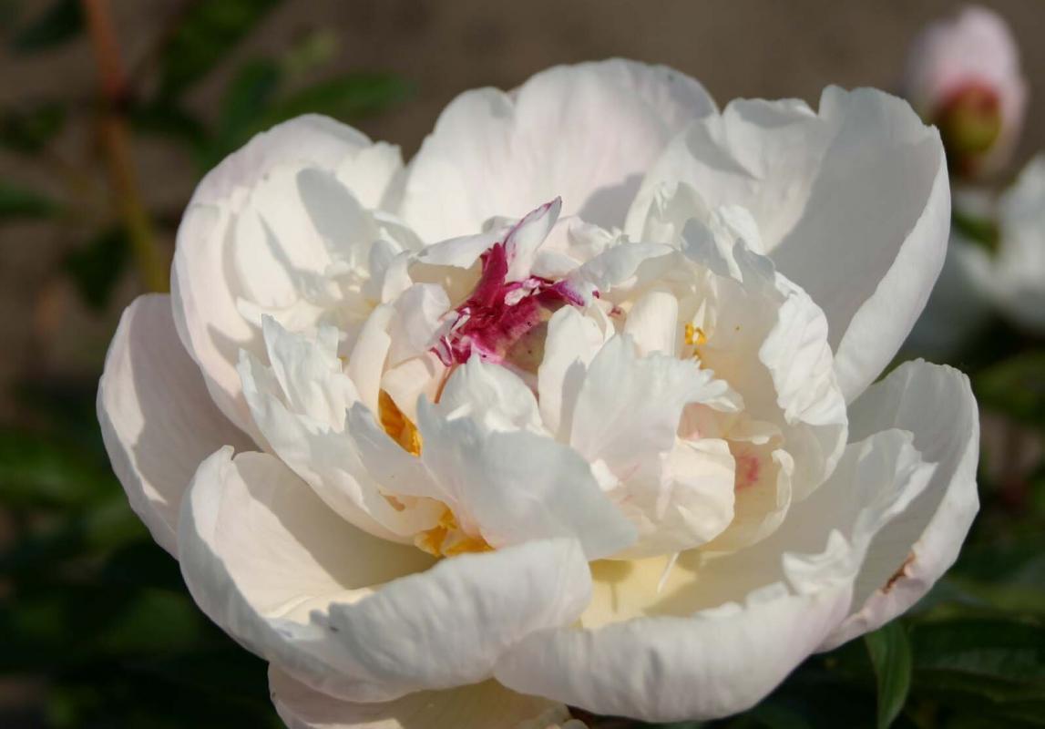 Gardenia Parkland Peonies