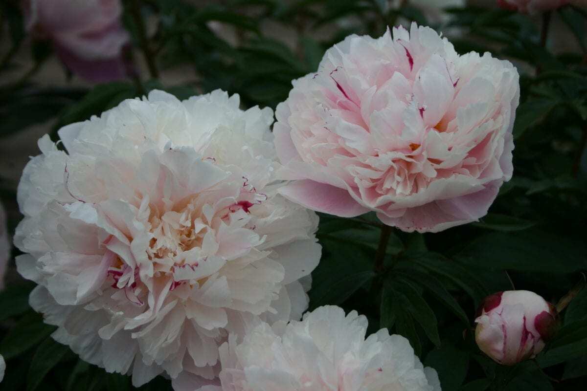 Shaylor Parkland Peonies