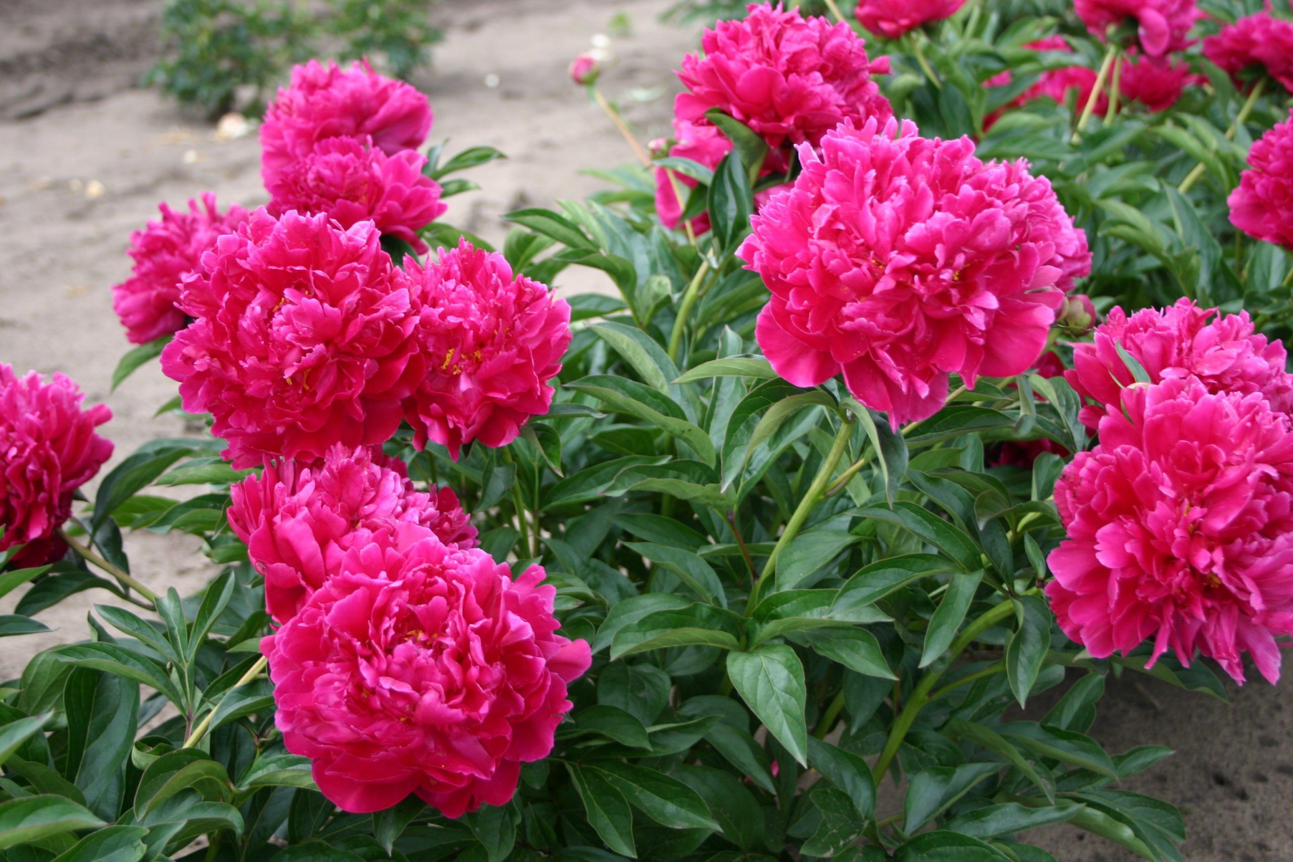 Irwin Altman Parkland Peonies
