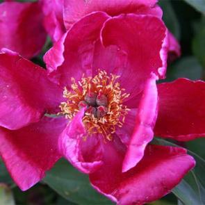 Cherry Hill Parkland Peonies