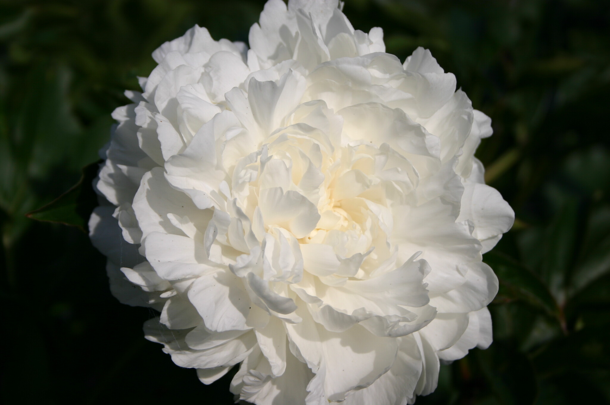 Mother’s Day Parkland Peonies