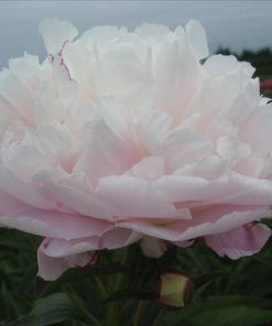 Lady Alexandra Duff