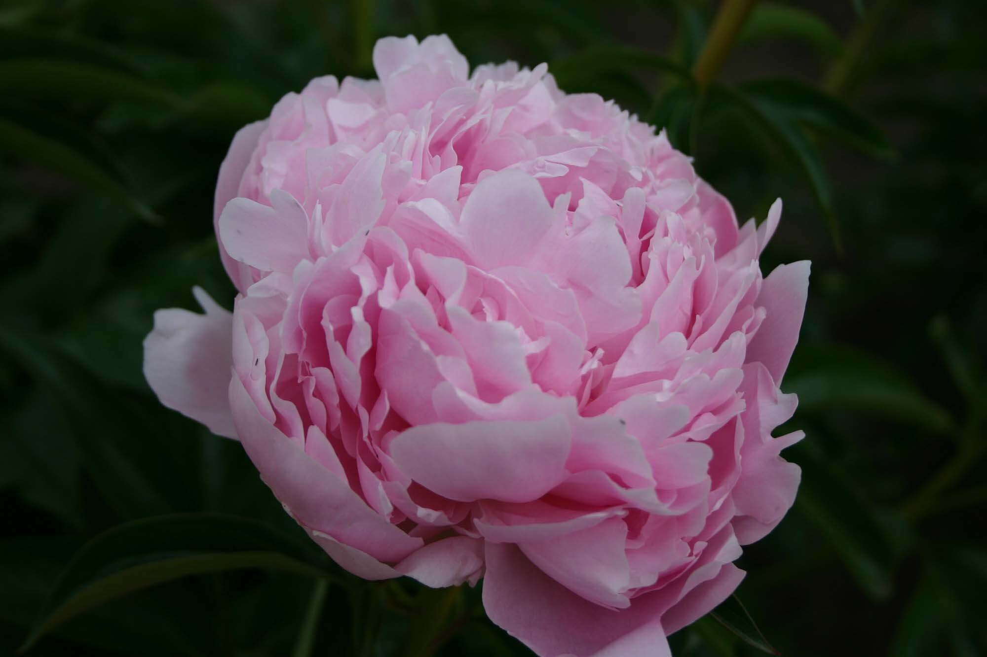 Pillow Talk Parkland Peonies