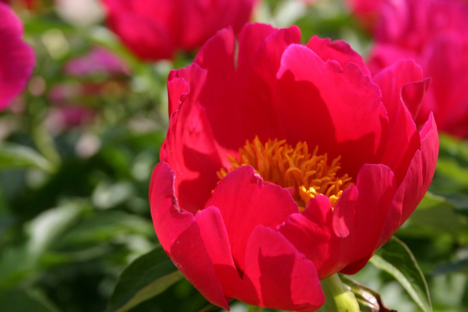Scarlett o'hara plant