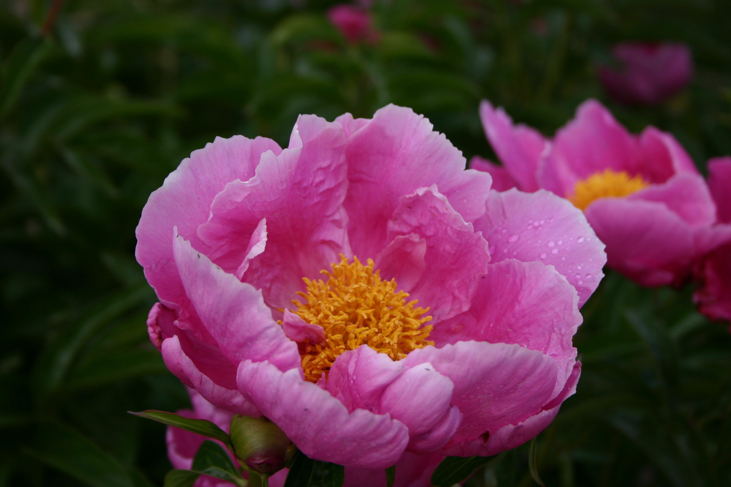 Sea Shell – Parkland Peonies