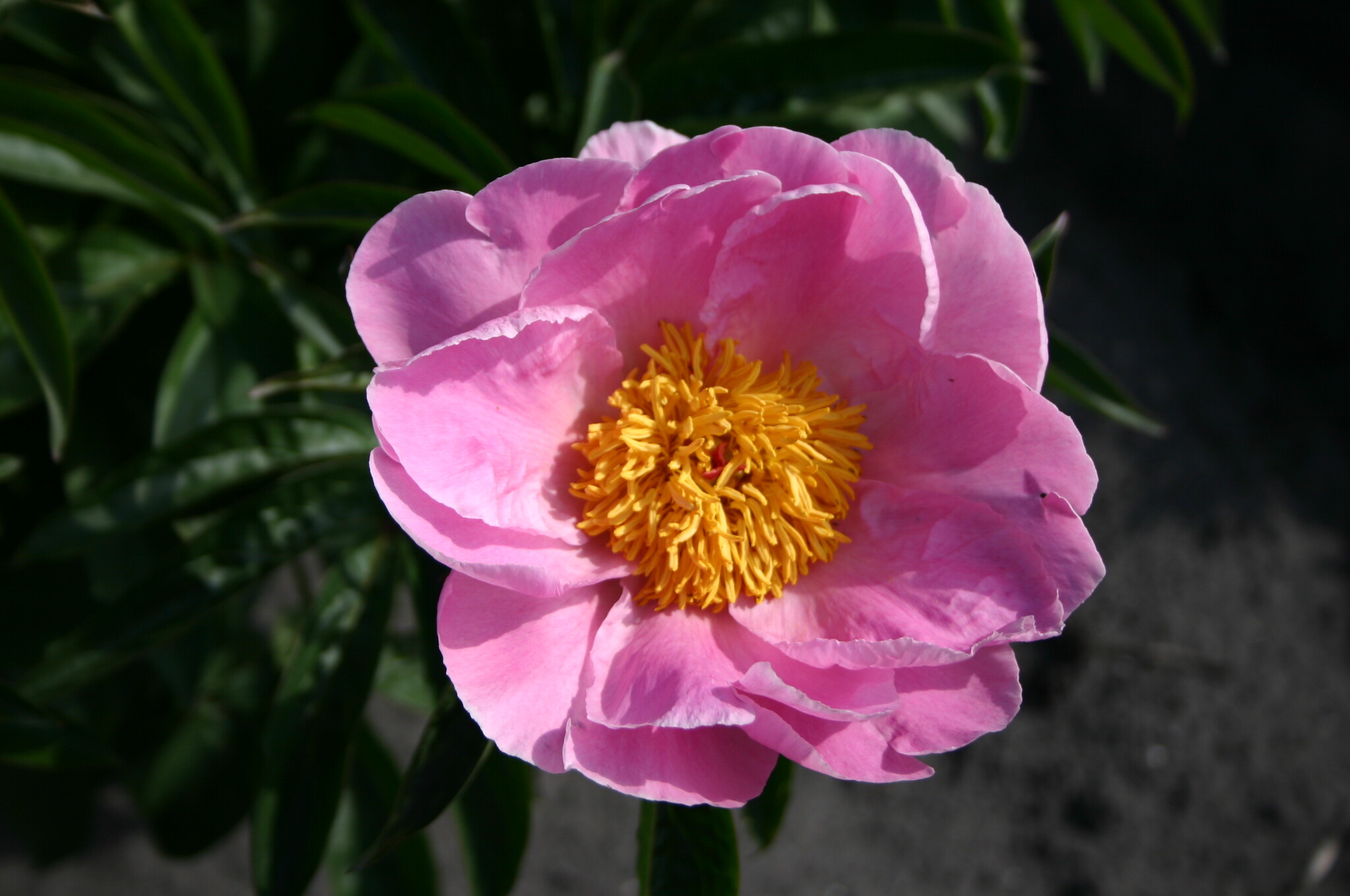 Sea Shell – Parkland Peonies