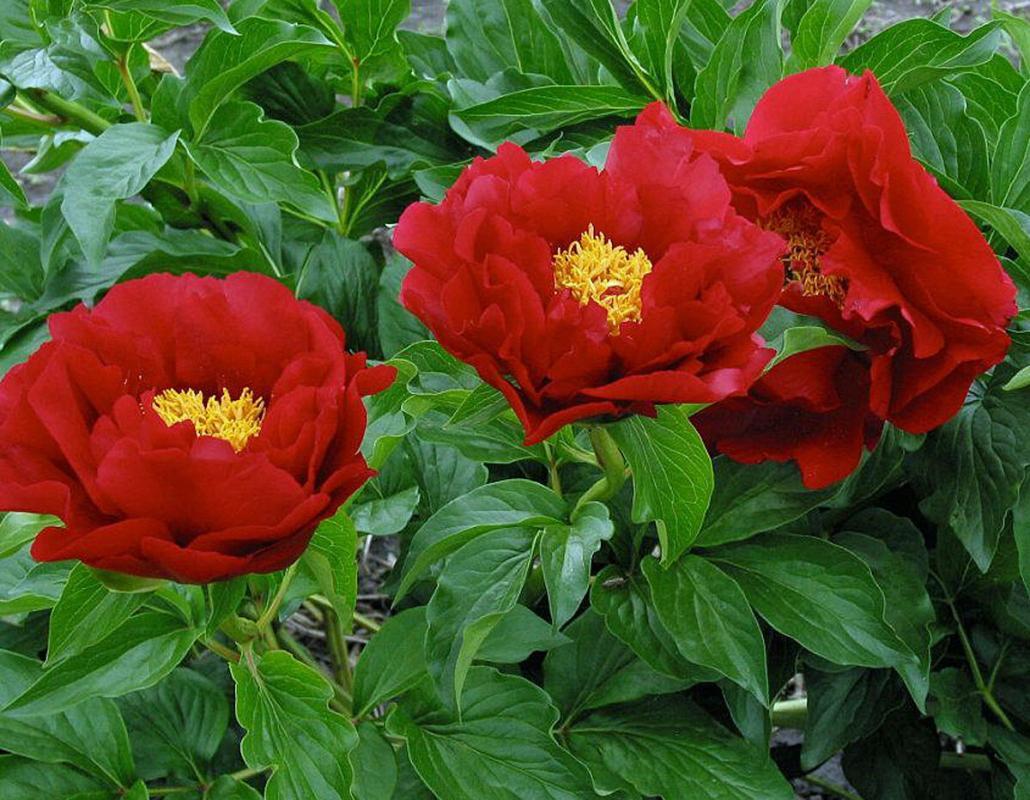 The Mackinac Grand – Parkland Peonies