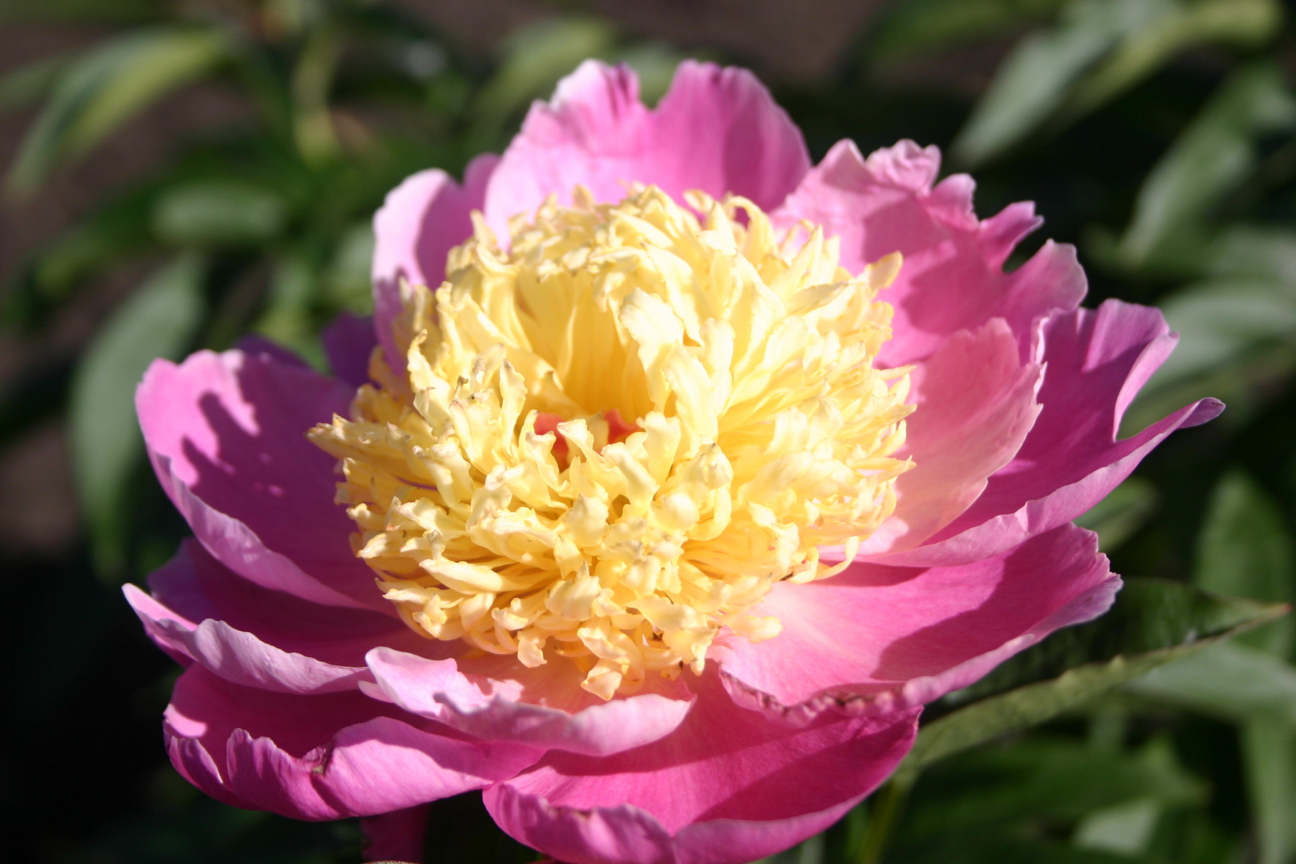 Theatrical Parkland Peonies
