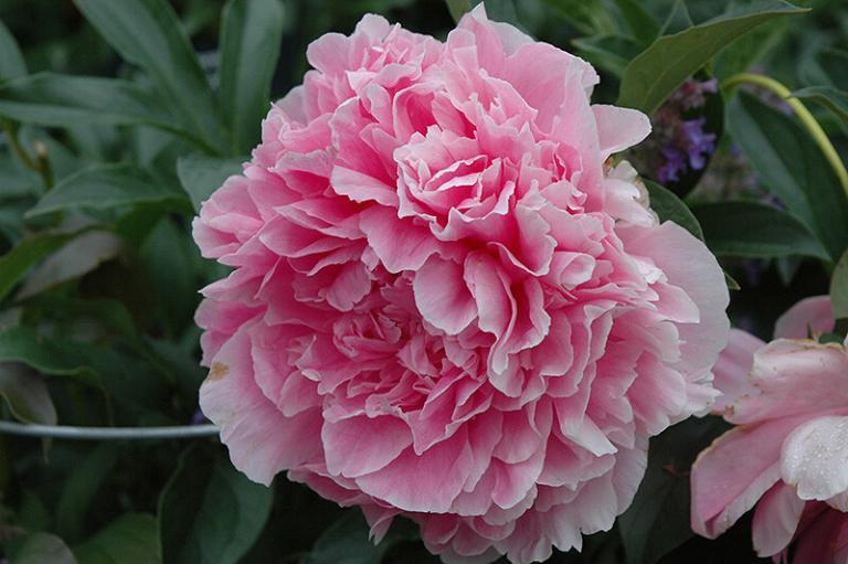 Vivid Rose – Parkland Peonies