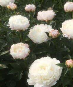 Pure White Peony