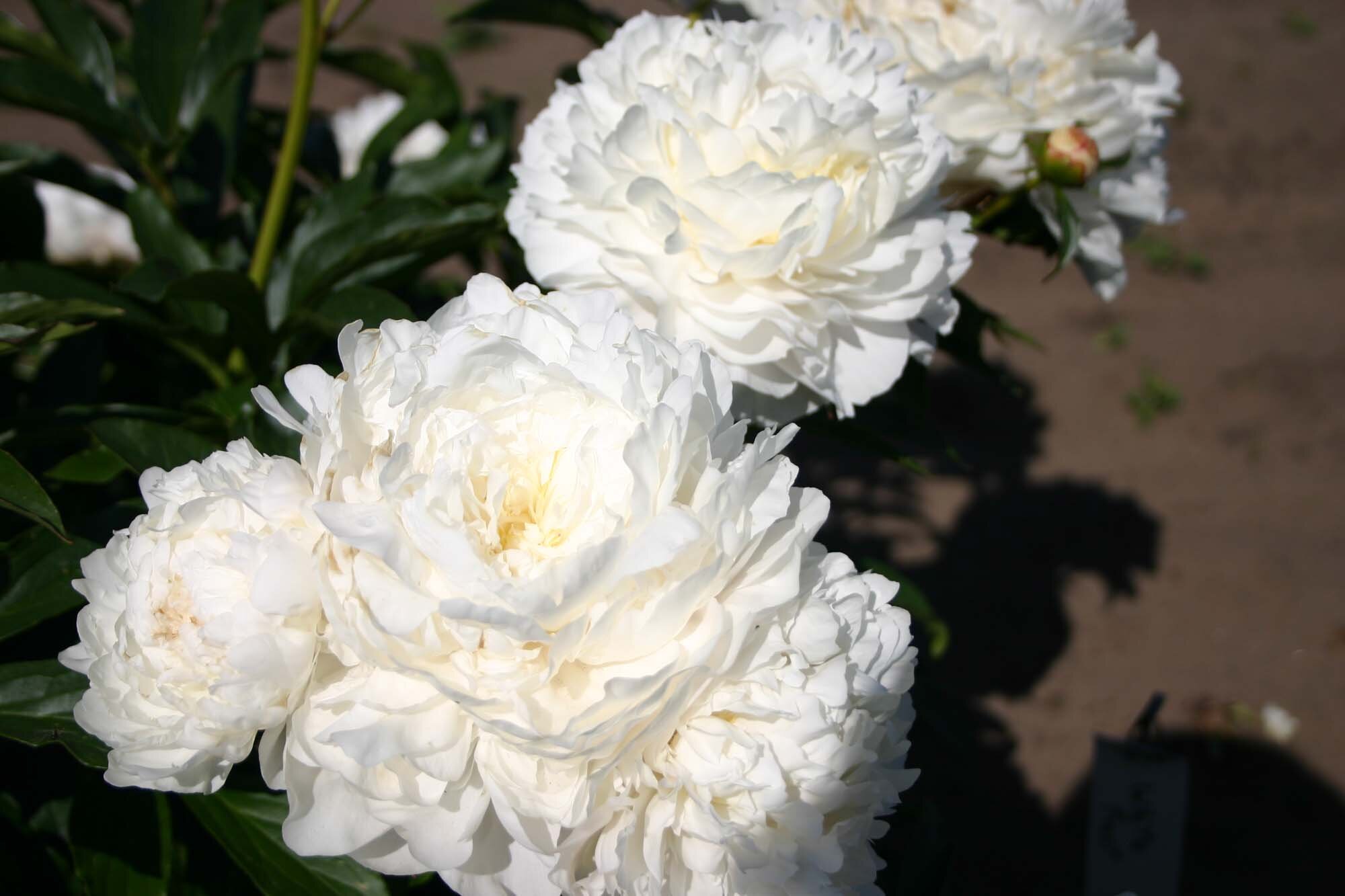 White Frost – Parkland Peonies
