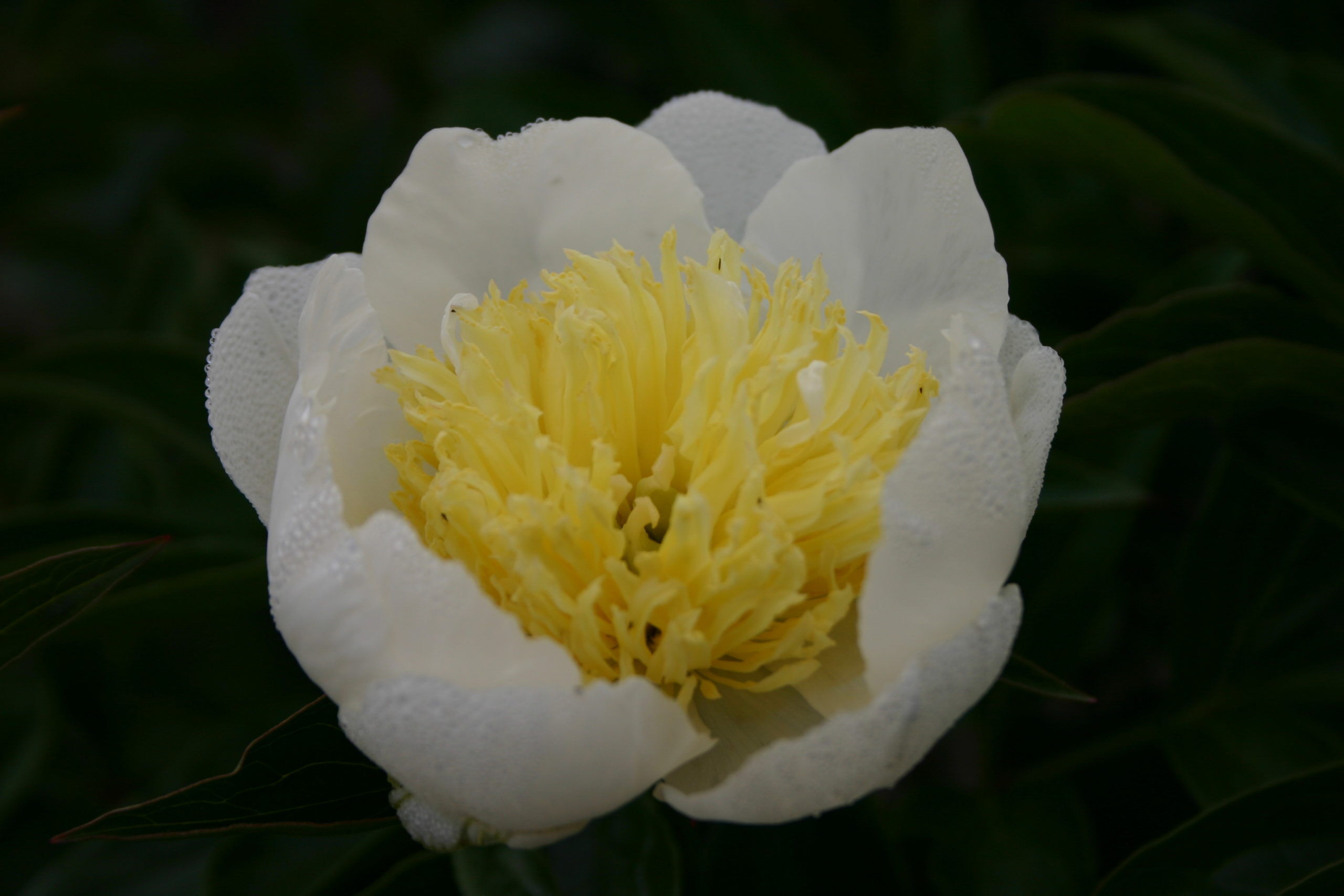 White Sands Parkland Peonies