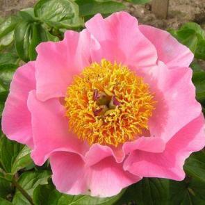 Cherry Hill Parkland Peonies